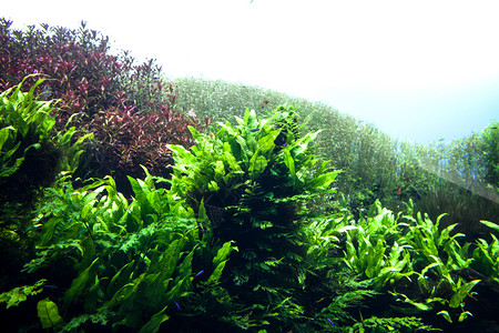 泼水绿草水族馆海洋绿草背景