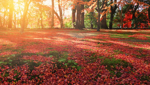 黄橙和红秋叶在美丽的秋天公园日本京都图片