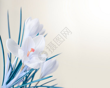 春白花束图片