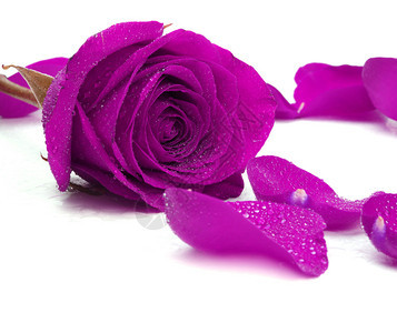 紫玫瑰贺卡图片