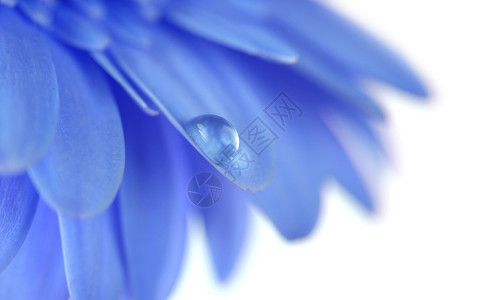 蓝色的花有水滴柔软的焦点由大型花环制成图片
