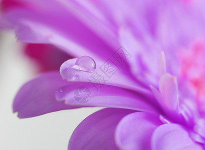 有水滴的花朵柔软焦点由巨子制成图片