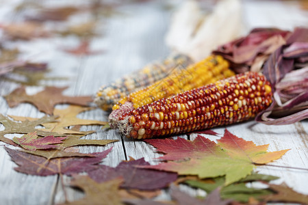 近距离靠秋季节树叶和玉米用于在白锈木板上的季节假日图片