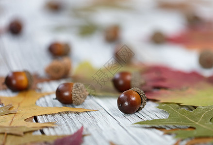 近距离靠秋季节树叶和白生木板上季节日的玉米图片
