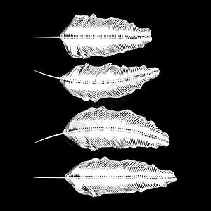 不同的白色羽毛在黑背景上被孤立图片