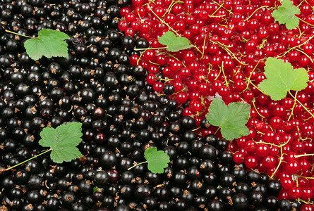 黑色和红草原绿叶子水果背景图片