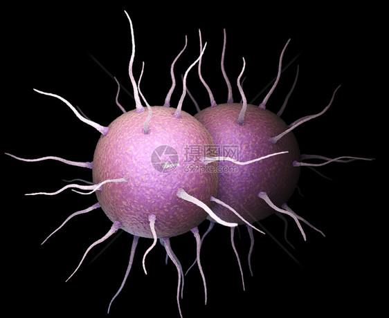 Neisseriagonorrhoea细菌是造成传染感的细菌淋病图片