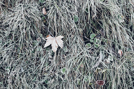 冷冻的草地上秋叶图片