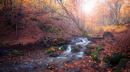 秋色森林的小溪秋色森林全景美国斯莫基山区家公园图片