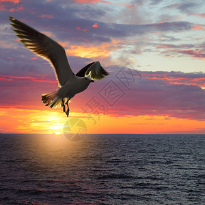 飞的鸟日落的景色海与搭乘翅膀海鸥背景