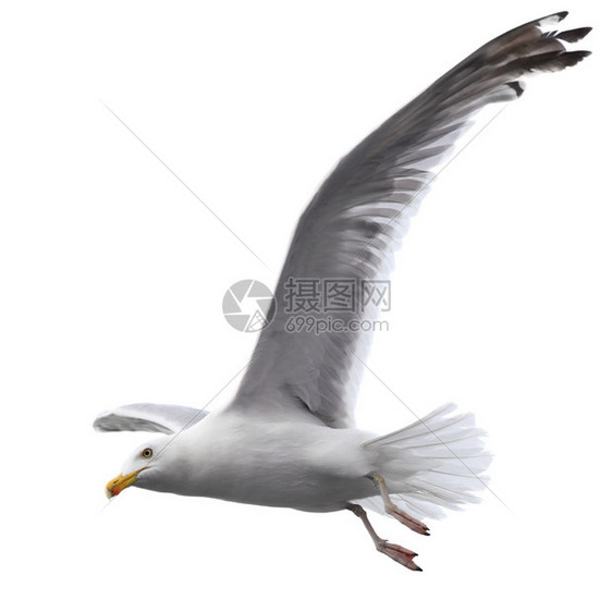 孤立在白色背景上的飞行海鸥图片