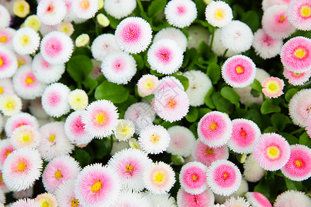 花园里多彩的菊花浅DOF图片