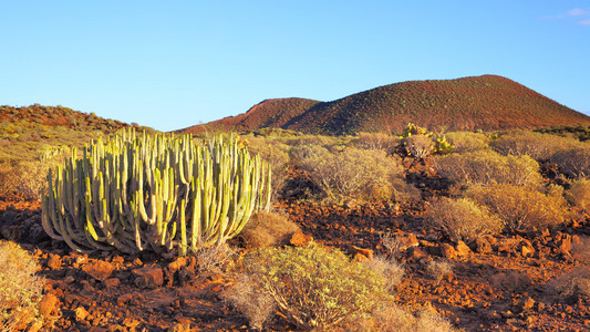 美女山加那利群岛特纳里菲日落时有仙人掌的沙漠全景背景
