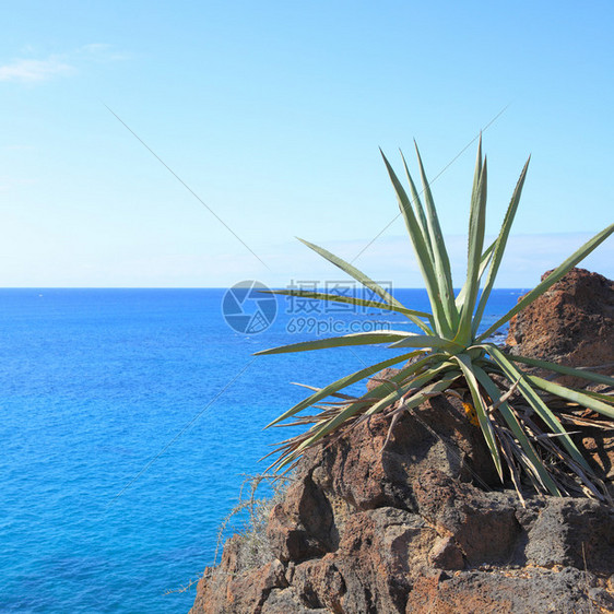 底的Aloevera植物和海洋特内里费加那利群岛图片