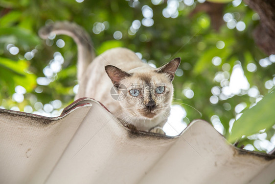 在屋顶上的猫图片