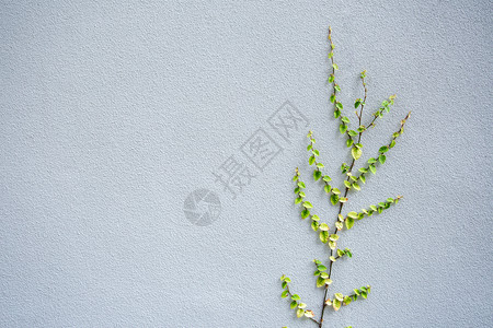 灰水泥墙上的长谷植物图片