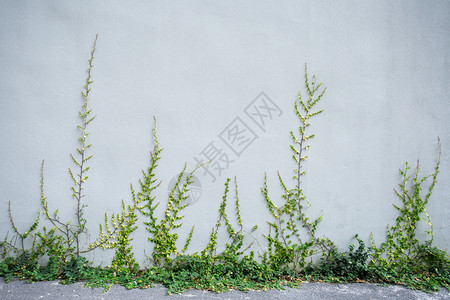 墙上植物灰水泥墙上的长谷植物背景