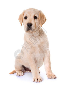 白色背景面前的小狗拉布多检索器背景图片