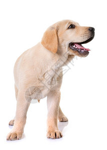 白色背景面前的小狗拉布多检索器背景图片