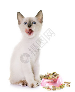 在白人背景面前饥饿的年轻小猫图片