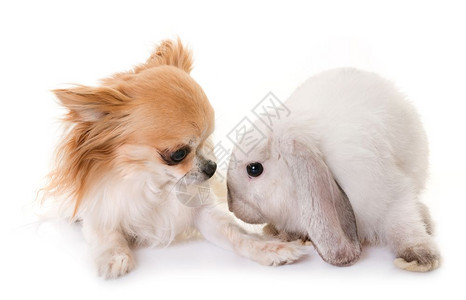 MiniLop和Chihuahua在白色背景面前图片