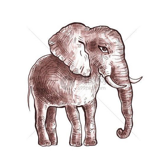 大象手画水彩白色背景图片