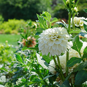 白色大丽花在美的夏日公园花棚上专注朵图片
