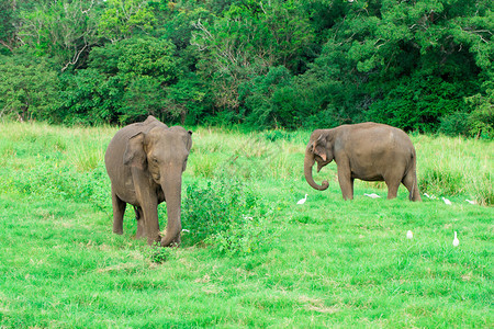 一只年轻的大象就在一个成年大象旁边图片