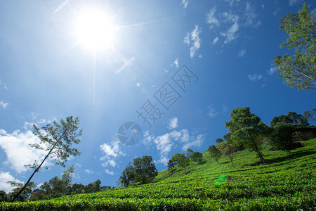 茶叶种植园自然背景图片