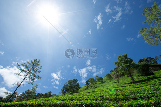 茶叶种植园自然背景图片