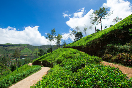 茶叶种植园自然背景高清图片