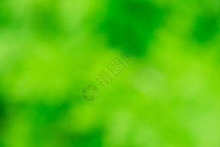 变瘦绿色模糊背景和阳光背景