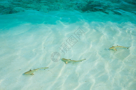 在水晶浅中游泳的珊瑚礁鲨鱼马尔代夫图片