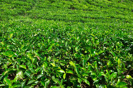 茶叶种植园自然背景图片