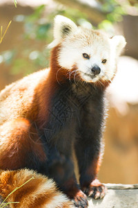 试图在夏日的阳光下找到一些遮荫把红熊猫带到树上图片