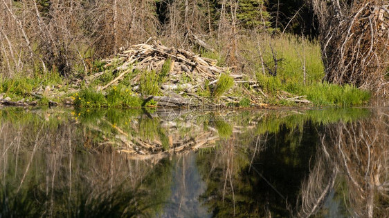 海狸砍了树堆积起来在蛇河薄岩中建房子图片