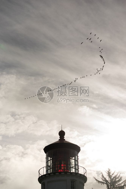 在俄勒冈灯塔附近一群鹅飞翔图片