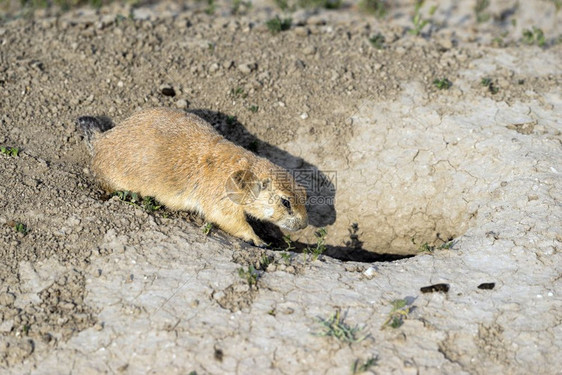 PrairieDog站在他进入岩洞的口处图片