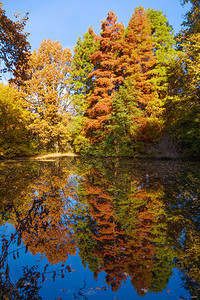 湖边的秋色季公园树图片