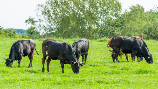 奶牛吃草草地上的牛群放牧小背景