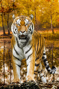 老虎在秋天的森林里老虎肖像图片