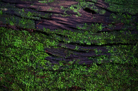 绿苔地衣原背景纹理自然美具有复制空间图片
