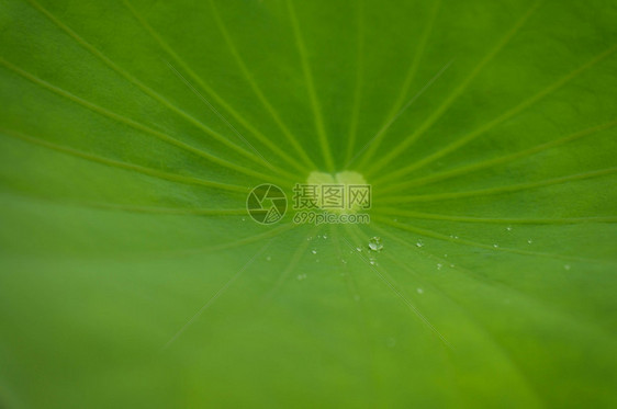 绿叶百合和水滴白天在莲花叶上滴水有选择焦点图片