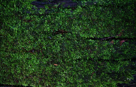 绿苔地衣原背景纹理自然美具有复制空间图片