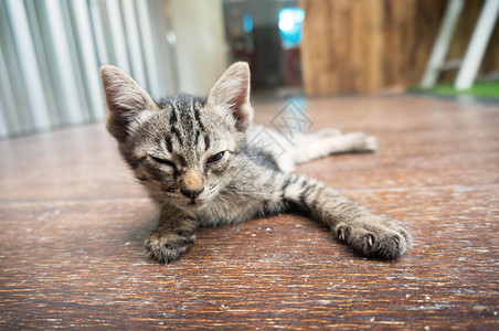 可爱的小猫咪刚醒来高清图片