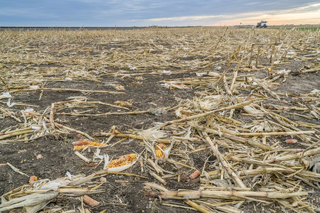 西堪萨斯州收割后玉米田图片