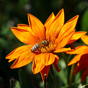 大多数蜜蜂在花上收集蜜授粉给植物图片