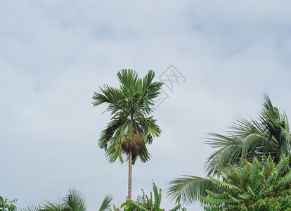天空背景的贝泰尔棕榈树图片