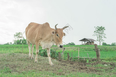 日落时收获的稻田中奶牛图片