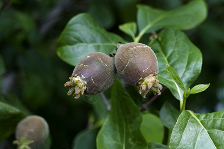 冬甜的果子西米诺提斯的葡萄牛合上图片